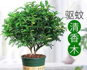 驱蚊植物，你养对了吗？（知名度高的5种植物及养护方法）