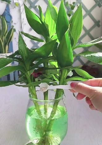 花盆中蚂蚁的消除方法（打破蚂蚁的生存环境，让植物更健康）
