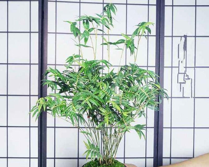 小型竹子品种大全（探索花园和家居装饰的美丽选择）