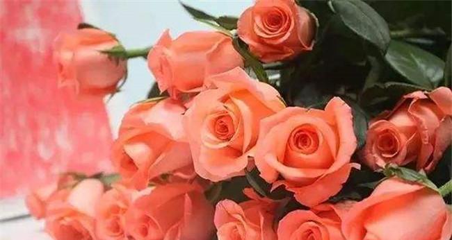 粉玫瑰的寓意与象征（探究花语，深入了解这朵美丽的花）
