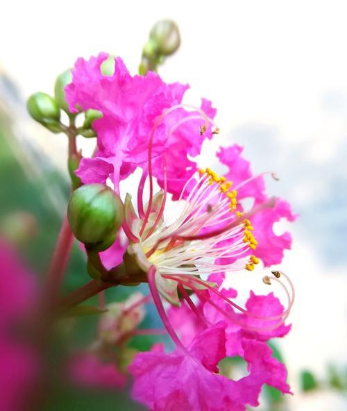 紫薇花开花时间及特点（探秘紫薇花的开花规律）