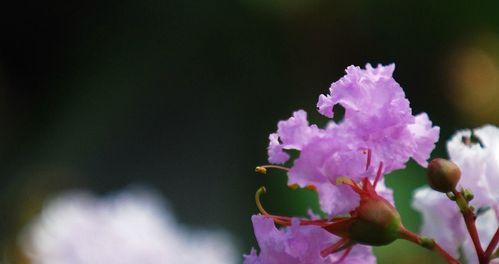 紫薇花开花时间及特点（探秘紫薇花的开花规律）