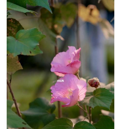 芙蓉花花苞没开就蔫了怎么办？（教你如何拯救蔫掉的芙蓉花）