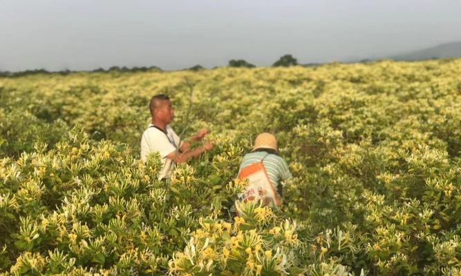 金银花的种植与养护（打造美丽花园，金银花是不二之选）