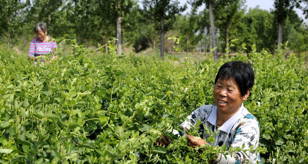 金银花的种植与养护（打造美丽花园，金银花是不二之选）