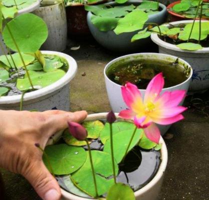 如何种植碗莲？（掌握碗莲的生长习性，让你在家也能培育出美丽的水生植物。）