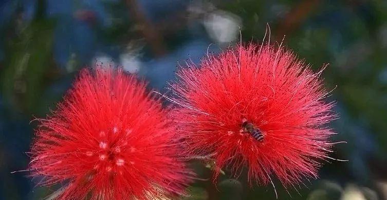 合欢花的深意（传递爱与和谐的象征）