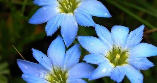 龙胆花的种植与养护（如何培育出美丽的龙胆花？）