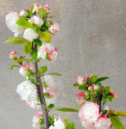 海棠花的栽培管理方法（如何种植和护理海棠花）