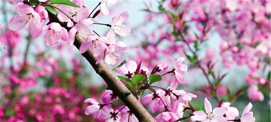 海棠花的栽培管理方法（如何种植和护理海棠花）