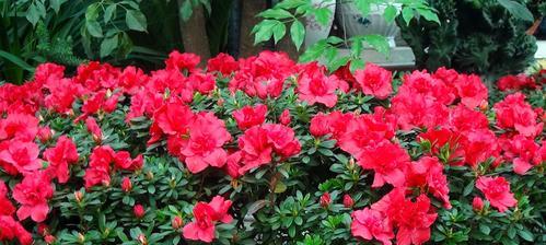如何养护杜鹃花，让其开出绚烂的花期（花期、养护、“杜鹃花”）