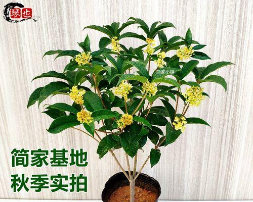 四季桂花在室内的养殖方法和技术（打造室内香氛，一年四季品尝桂花香）