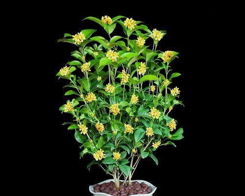 四季桂花在室内的养殖方法和技术（打造室内香氛，一年四季品尝桂花香）