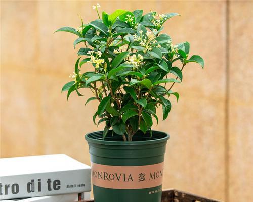 四季桂花在室内的养殖方法和技术（打造室内香氛，一年四季品尝桂花香）