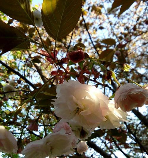 晚樱品种大观(品种多样,色彩丰富,了解这些品种,让你更懂晚樱) 晚樱品种大观(品种多样,色彩丰富,了解这些品种,让你更懂晚樱)