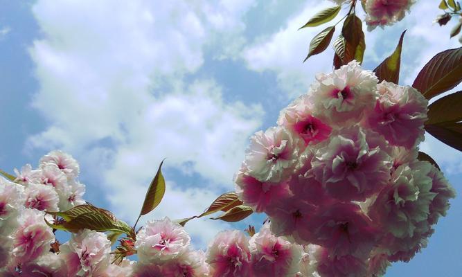 晚樱品种大观(品种多样,色彩丰富,了解这些品种,让你更懂晚樱) 晚樱品种大观(品种多样,色彩丰富,了解这些品种,让你更懂晚樱)