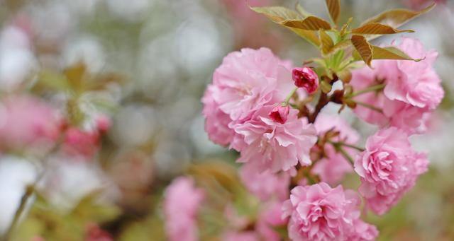 晚樱品种大观(品种多样,色彩丰富,了解这些品种,让你更懂晚樱) 晚樱品种大观(品种多样,色彩丰富,了解这些品种,让你更懂晚樱)