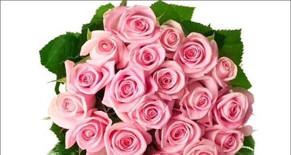 粉玫瑰代表的寓意与含义（爱情、温馨、浪漫）