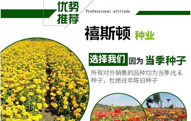 赛菊芋园林美化城市(探究赛菊芋园林的多重用途) 赛菊芋园林美化城市(探究赛菊芋园林的多重用途)