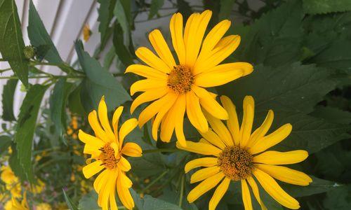 赛菊芋园林美化城市(探究赛菊芋园林的多重用途) 赛菊芋园林美化城市(探究赛菊芋园林的多重用途)