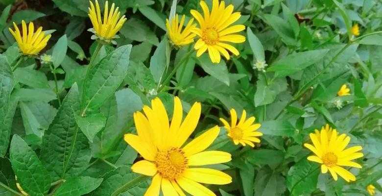 赛菊芋园林美化城市(探究赛菊芋园林的多重用途) 赛菊芋园林美化城市(探究赛菊芋园林的多重用途)