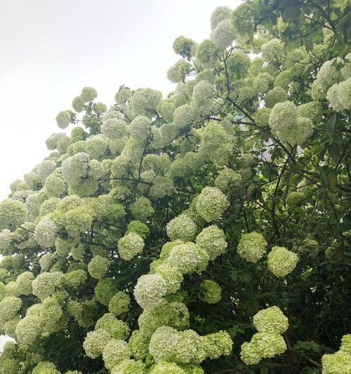 探秘绣球荚蒾（了解绣球荚蒾的生长环境、特点及保护方式）