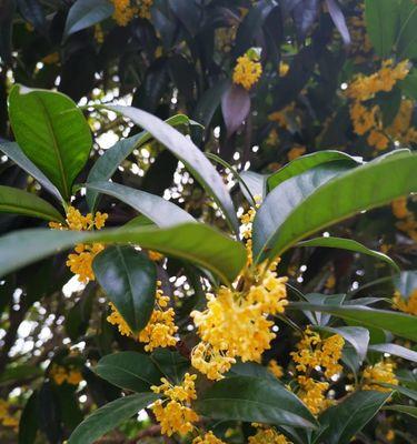 农历九月开花盛宴（秋风送爽，万木欣欣向荣）