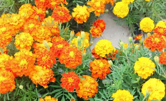 农历九月开花盛宴（秋风送爽，万木欣欣向荣）