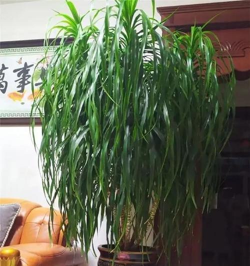 招财的十大宝贝植物（打造家居风水，助你财源滚滚）