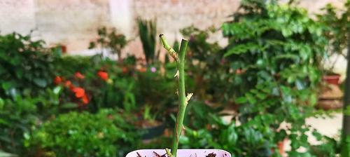 揭秘月季花怎么扦插生根快（月季花生根方法、步骤、注意事项）