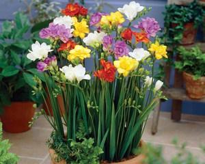 春季好养活容易开花的植物推荐（打造花园新气象，解锁易养活植物）