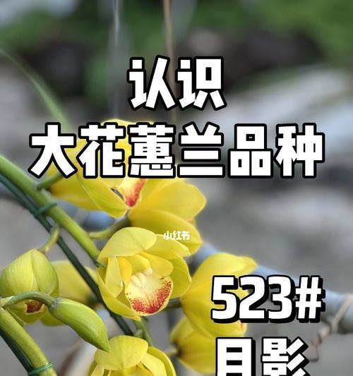 大花蕙兰的肥料选择及使用（如何选购最适合大花蕙兰的肥料？）