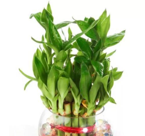 水培富贵竹，让家中增添自然气息（打造简单易行的水培富贵竹方法，让它成为您家中的“绿色装饰”）