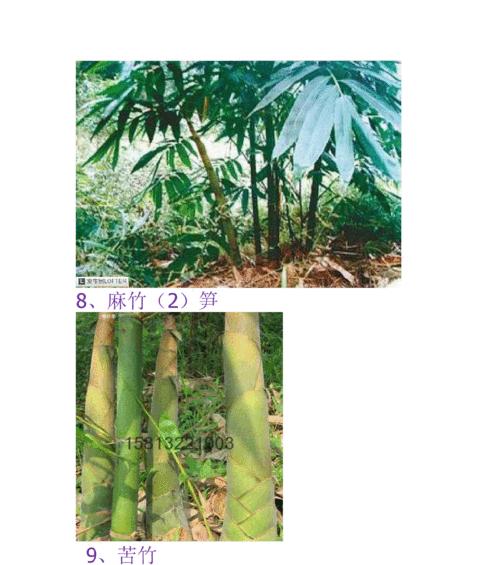 赏竹之美——探寻竹子的品种与特色（了解各类竹子，领略不同风情）