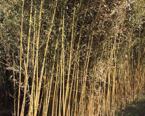 赏竹之美——探寻竹子的品种与特色（了解各类竹子，领略不同风情）