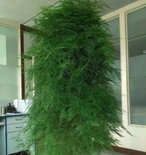 文竹种子的种植技巧（如何让文竹生根发芽）