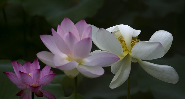 荷花之美——色彩缤纷的生命之花（探寻荷花的多彩世界）