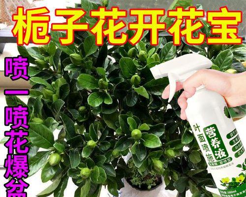 花卉叶面肥的正确使用方法（让您的花卉更加健康茁壮）