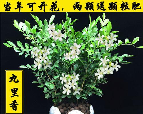 九里香花的室内养护方法（打造舒适宜人的室内花园，让九里香花绽放生命之美）