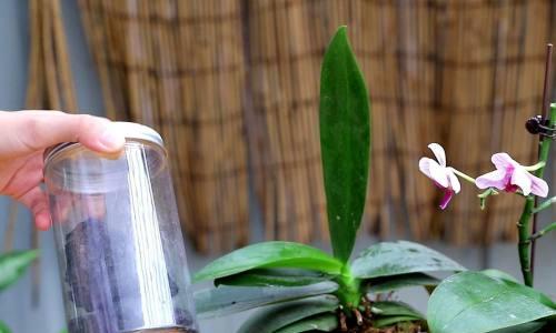 蝴蝶兰的养殖与注意事项（打造居家绿色植物，蝴蝶兰带来的美丽和幸福）