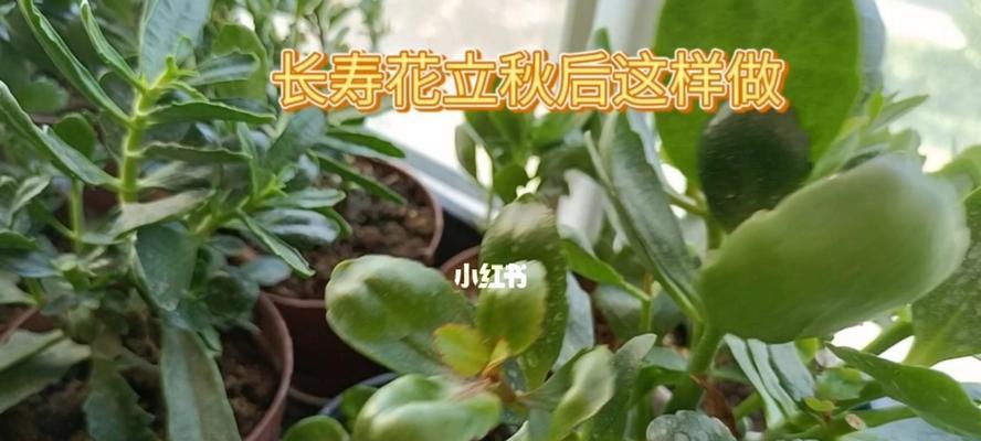 长寿花夏季管理秘笈（如何让长寿花在夏季健康生长？）