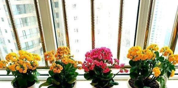 长寿花夏季管理秘笈（如何让长寿花在夏季健康生长？）