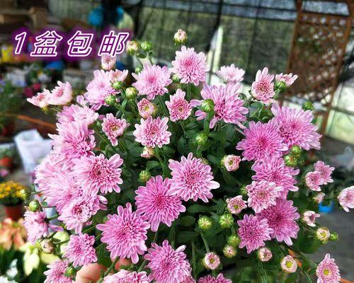 荷兰菊为什么只长叶不开花？（探究荷兰菊长叶不开花的原因及解决方法）