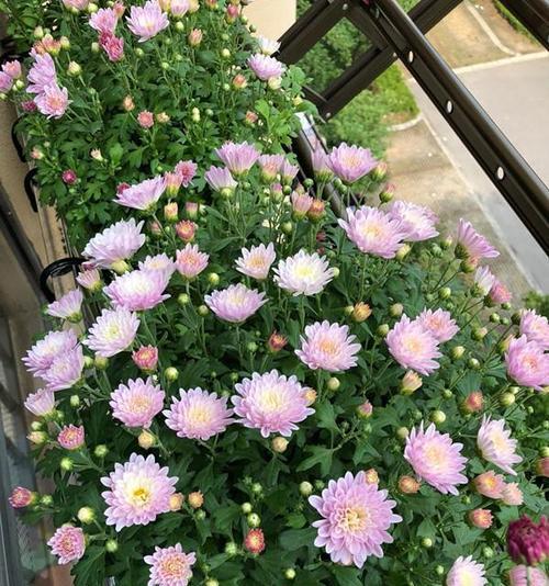 荷兰菊为什么只长叶不开花？（探究荷兰菊长叶不开花的原因及解决方法）