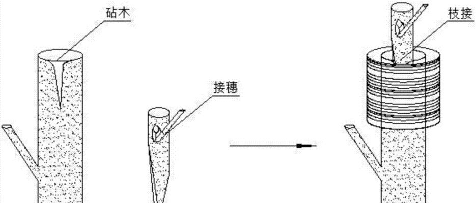 掌握嫁接技术，打造独特花园（探究嫁接技术的方法与实现）