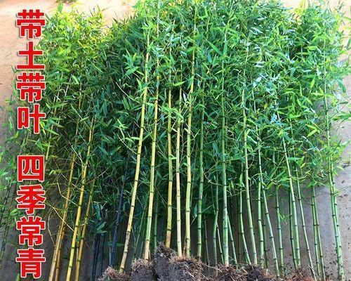 竹子种植全攻略——让你的园林更美丽（从选择品种到管理细节，让你轻松成为“竹友”）