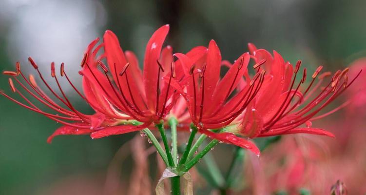 曼陀沙华的种植方法（打造精致的曼陀沙华花园，一起来学习种植技巧吧！）