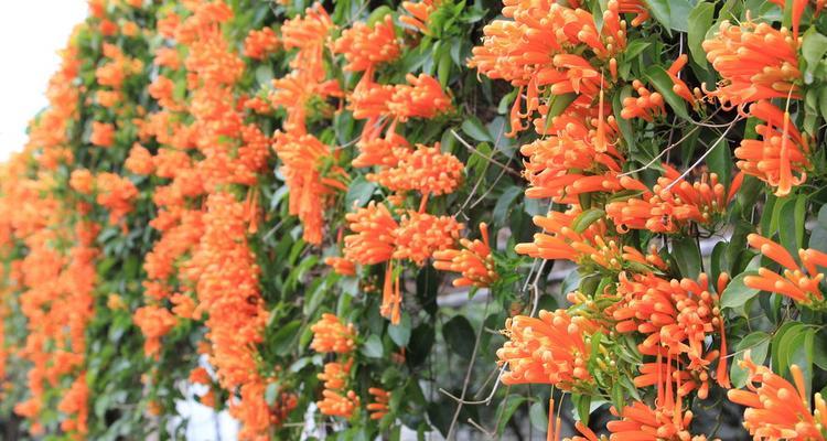 炮仗花开花时间与生长特点（探寻炮仗花的开花规律和观赏时间）