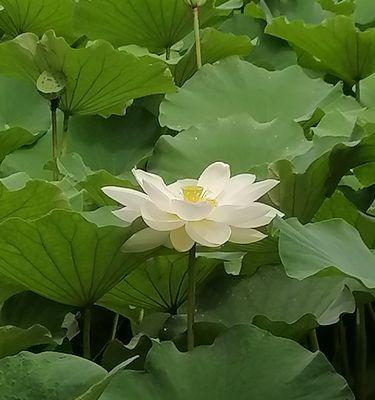 荷花之美（探究荷花的特点和象征意义）