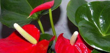 如何让花烛更旺盛——花烛养护全攻略(提升光合作用、适度浇水、注意通风——让花烛茁壮成长的三大法宝) 如何让花烛更旺盛——花烛养护全攻略(提升光合作用、适度浇水、注意通风——让花烛茁壮成长的三大法宝)